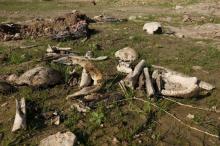 Bones and skulls, suspected to belong to Iraq's Yazidi community, are seen in a mass grave on the outskirts of the town of Sinjar, November 30, 2015. REUTERS/Ari Jalal