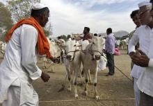 Farmer Revaji Choudhary (L) shows his pair of bulls to buyers at a weekly cattle market in Belhe village in the western state of Maharashtra, India, February 22, 2016. PHOTO BY REUTERS/Rajendra Jadhav