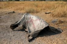 The marked carcass of an elephant is seen, after reports that conservationists have discovered 87 of them slaughtered just in the last few months, in the Mababe area, Botswana, September 19, 2018. PHOTO BY REUTERS/Siphiwe Sibeko
