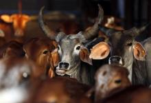Rescued cattle are seen at a "goushala", or cow shelter, run by Bharatiya Gou Rakshan Parishad, an arm of the Hindu nationalist group Vishwa Hindu Parishad (VHP), at Aangaon village in the western Indian state of Maharashtra, February 20, 2015. PHOTO BY REUTERS/Shailesh Andrade