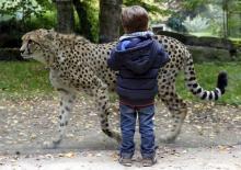 A boy watches a cheetah walking in his enclosure at Planckendael's zoo near Mechelen, Belgium, October 10, 2015. PHOTO BY REUTERS/Francois Lenoir