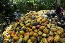 Ivorian farmers break cocoa nuts in Agboville, about 80 km (50 miles) from Abidjan the capital of Ivory Coast, in this file December 17, 2005 photo. PHOTO BY REUTERS/Luc Gnago