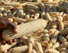 Resettled farmer Stanford Mandizha holds a maize cob grown on his six hectare farm near Chinhoyi, Zimbabwe, July 26, 2017. PHOTO BY REUTERS/Philimon Bulawayo