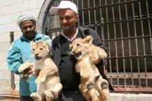 A worker holds lion cubs outside their cage at a zoo in Yemen's southwestern city of Taiz, February 23, 2016. PHOTO BY REUTERS/Anees Mahyoub