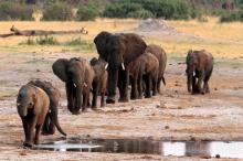 A herd of elephants walk past a watering hole in Hwange National Park, Zimbabwe, October 14, 2014. PHOTO BY REUTERS/Philimon Bulawayo
