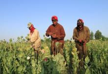 Afghan men gather raw opium on a poppy field on the outskirts of Jalalabad, April 28, 2015. REUTERS/Parwiz