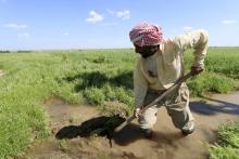 A farmer works at a wheat field in Ras al-Ain province, Syria, April 16, 2016. PHOTO BY REUTERS/Rodi Said