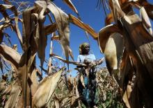 Subsistence farmer Joice Chimedza harvests maize on her small plot in Norton, a farming area outside Zimbabwe's capital Harare, May 10, 2016. PHOTO BY REUTERS/Philimon Bulawayo