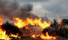 A section of an estimated 105 tonnes of elephant tusks confiscated ivory from smugglers and poachers burns in flames at the Nairobi National Park near Nairobi, Kenya, April 30, 2016. PHOTO BY REUTERS/Thomas Mukoya