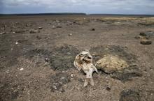 Dead fish are seen as Lake St Lucia is almost completely dry due to drought conditions in the iSimangaliso Wetland Park, northeast of Durban, South Africa, February 25, 2016. PHOTO BY REUTERS/Rogan Ward