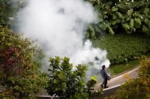 A contractor fogs a condominium garden in Singapore in an effort to kill mosquitoes, September 5, 2013. PHOTO BY REUTERS/Tim Wimborne
