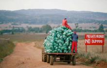 Farm workers harvest cabbages at a farm in Eikenhof, near Johannesburg, South Africa, May 21, 2018. PHOTO BY REUTERS/Siphiwe Sibeko