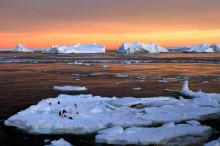 Adelie penguins stand atop ice near the French station at Dumont díUrville in East Antarctica, January 22, 2010. PHOTO BY REUTERS/Pauline Askin