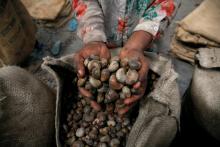 A woman holds cashew nuts at a warehouse in Abidjan, Ivory Coast, July 12, 2018. PHOTO BY REUTERS/Luc Gnago