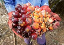 A worker displays palm fruits at Sime Darby Plantation in Gbah, in Bomi County, Liberia, December 30, 2017. PHOTO BY REUTERS/Thierry Gouegnon