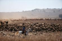 An Israel man rides his horse as he herds cattle at the Israeli-occupied Golan Heights, Israel, July 18, 2018. PHOTO BY REUTERS/Ronen Zvulun