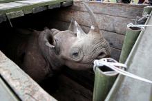 A female black Rhino stands in a box before being transported during rhino translocation exercise In the Nairobi National Park, Kenya, June 26, 2018. PHOTO BY REUTERS/Baz Ratner