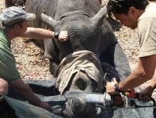 A white female rhino named Kuda is dehorned by the Animal and Wildlife Area Research and Rehabilitation (AWARE) at Lake Chivero Recreational Park in Norton, Zimbabwe, August 25, 2016. PHOTO BY REUTERS/Philimon Bulawayo