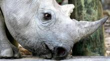 A 33-month-old black rhino is seen at a game reserve near Cape Town, South Africa. PHOTO BY REUTERS/Mike Hutchings