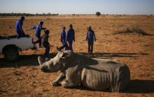 Workers aproach a tranquillised rhino before dehorning it in an effort to deter the poaching of one of the world's endangered species. PHOTO BY REUTERS/Siphiwe Sibeko