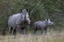 A White Rhino and her calf walk in the dusk light in Pilanesberg National Park in South Africa's North West Province, April 19, 2012. PHOTO BY REUTERS/Mike Hutchings