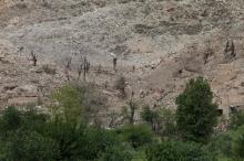 Burn trees are seen the site of a MOAB, or ''mother of all bombs'', which struck the Achin district of the eastern province of Nangarhar, Afghanistan, April 23, 2017. PHOTO BY REUTERS/Parwiz