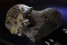 The recently discovered skeleton of an australopithecine boy sits on display at the Iziko South African Museum in Cape Town, April 24, 2010. PHOTO BY REUTERS/Mike Hutchings