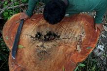 A Kayapo indigenous man looks at a tree stump, where loggers invaded and deforested the forest on Bau indigenous land, in the Amazon near Novo Progresso, Para state, Brazil, September 13, 2019. PHOTO BY REUTERS/Amanda Perobelli