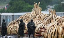 Kenya Wildlife Service (KWS) rangers stand guard in the rain near stacks of elephant tusks, part of an estimated 105 tonnes of confiscated ivory from smugglers and poachers, at Nairobi National Park near Nairobi, Kenya, April 30, 2016. PHOTO BY REUTERS/Thomas Mukoya