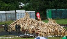 Kenya Wildlife Service (KWS) rangers stand guard near stacks of elephant tusks, part of an estimated 105 tonnes of confiscated ivory from smugglers and poachers to be burnt at the Nairobi National Park near Nairobi, Kenya, April 30, 2016. PHOTO BY REUTERS/Thomas Mukoya
