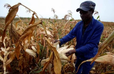 A Zimbabwean man, Graham Matanhire, harvests maize from a field in a peri-urban suburb of Mabvuku in Harare, April 10, 2014. PHOTO BY REUTERS/Philimon Bulawayo