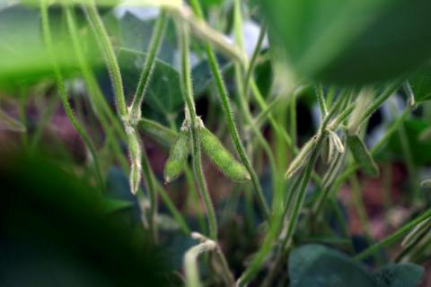 Soybeans grow in a field in Bellevue, Iowa, U.S., July 26, 2018. PHOTO BY REUTERS/Joshua Lott