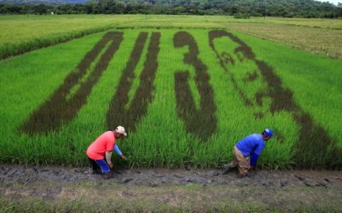 An artwork featuring the image of Philippine President Rodrigo Duterte with the letters D U and the number 3, a word play on the President's surname "DU30", is seen on a rice paddy in Los Banos city, Laguna province, south of Manila, October 6, 2016. PHOTO BY REUTERS/Romeo Ranoco