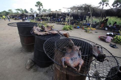 Dried bushmeat is displayed near a road of the Yamoussoukro highway March 29, 2014. Experts who have studied the Ebola virus from its discovery in 1976 in Democratic Republic of Congo, then Zaire, say its suspected origin - what they call the reservoir host - is forest bats. Links have also been made to the carcasses of freshly slaughtered animals consumed as bushmeat. PHOTO BY REUTERS/Thierry Gouegnon