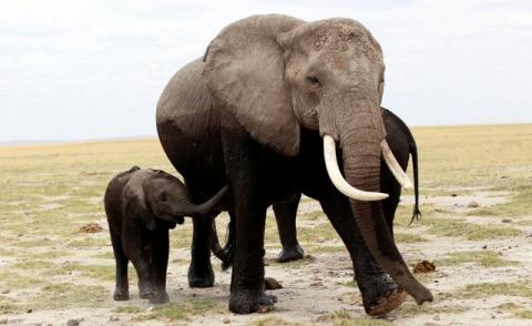 A family of elephants walks after cooling themselves in a pond during a census at the Amboseli National Park, 290 km (188 miles) southeast of Kenya's capital Nairobi, October 9, 2013. PHOTO BY REUTERS/Thomas Mukoya