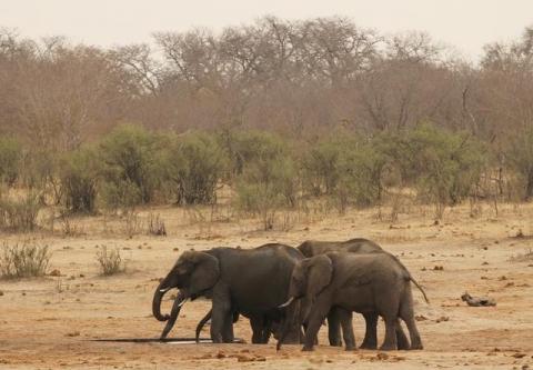 A herd of elephants walk at a watering hole in Hwange National Park in Zimbabwe, September 29, 2015. PHOTO BY REUTERS/Philimon Bulawayo