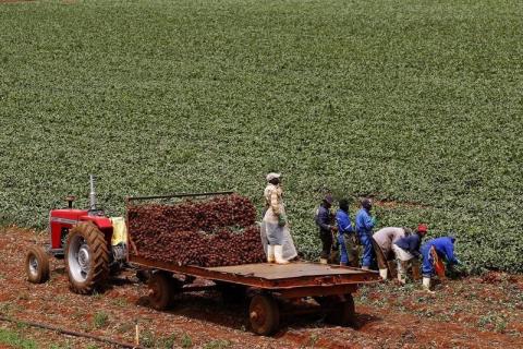 Farm workers load beetroots onto a tractor at a farm in Klippoortie, east of Johannesburg, November 21, 2012. PHOTO BY REUTERS/Siphiwe Sibeko