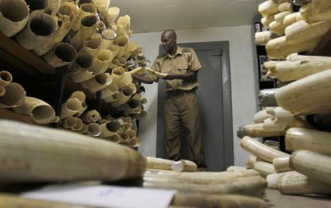 A Zimbabwe National Parks and Wildlife Management official checks ivory inside a storeroom in Harare, August 22, 2012. PHOTO BY REUTERS/Philimon Bulawayo
