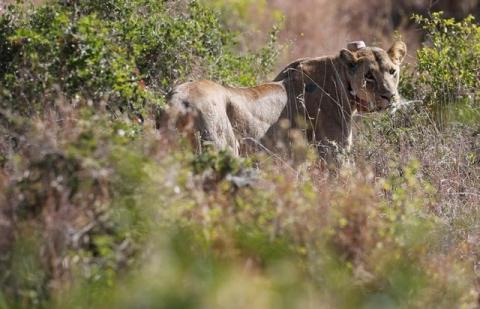 A 5-year-old lioness named Nyala walks in the grassland after Kenya Wildlife Services veterinarians set up a radio collar on her neck to track her pride's movements at the Nairobi National Park near Nairobi, Kenya, January 23, 2017. PHOTO BY REUTERS/Thomas Mukoya