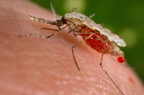 An Anopheles stephensi mosquito obtains a blood meal from a human host through its pointed proboscis, November 23, 2015. PHOTO BY REUTERS/Jim Gathany