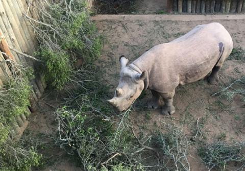 One of the six black rhinos due to be relocated to Chad is seen in an enclosure at Addo Elephant National Park, near Addo, South Africa, May 2, 2018. PHOTO BY REUTERS/Sisipho Skweyiya