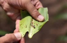 A crop-eating armyworm is seen on a sorghum plant at a farm in Settlers, northern province of Limpopo, February 8,2017. PHOTO BY REUTERS/Siphiwe Sibeko