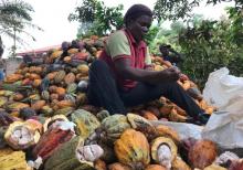 A farmer works on cocoa pods in Ntui village, Cameroon, December 17, 2017. PHOTO BY REUTERS/Ange Aboa