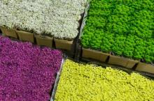 Flowers are seen at the Royal FloraHolland flower market in Aalsmeer, the Netherlands, March 16, 2016. PHOTO BY REUTERS/Yves Herman