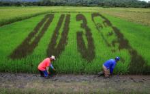 An artwork featuring the image of Philippine President Rodrigo Duterte with the letters D U and the number 3, a word play on the President's surname "DU30", is seen on a rice paddy in Los Banos city, Laguna province, south of Manila, October 6, 2016. PHOTO BY REUTERS/Romeo Ranoco
