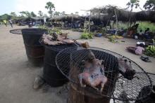 Dried bushmeat is displayed near a road of the Yamoussoukro highway March 29, 2014. Experts who have studied the Ebola virus from its discovery in 1976 in Democratic Republic of Congo, then Zaire, say its suspected origin - what they call the reservoir host - is forest bats. Links have also been made to the carcasses of freshly slaughtered animals consumed as bushmeat. PHOTO BY REUTERS/Thierry Gouegnon