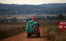 Farm workers harvest cabbages at a farm in Eikenhof, near Johannesburg, South Africa, May 21, 2018. PHOTO BY REUTERS/Siphiwe Sibeko