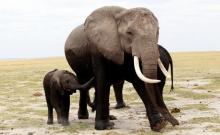 A family of elephants walks after cooling themselves in a pond during a census at the Amboseli National Park, 290 km (188 miles) southeast of Kenya's capital Nairobi, October 9, 2013. PHOTO BY REUTERS/Thomas Mukoya