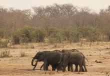 A herd of elephants walk at a watering hole in Hwange National Park in Zimbabwe, September 29, 2015. PHOTO BY REUTERS/Philimon Bulawayo