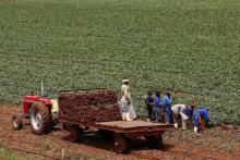 Farm workers load beetroots onto a tractor at a farm in Klippoortie, east of Johannesburg, November 21, 2012. PHOTO BY REUTERS/Siphiwe Sibeko